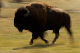 bison